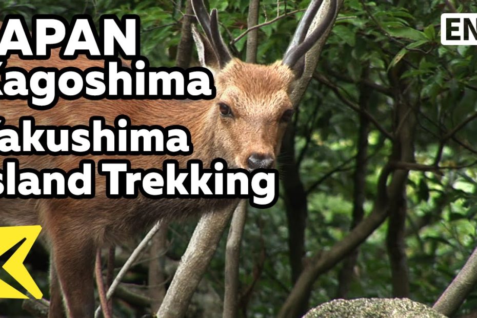 【K】Japan Travel-Kagoshima[일본 여행-가고시마]야쿠시마 섬 트레킹/Yakushima Island Trekking/Wild Animal